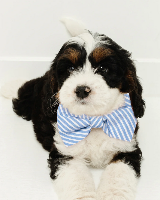 The Best Dog Twill Bow Tie: Our Top Pick for Portsmouth Pups