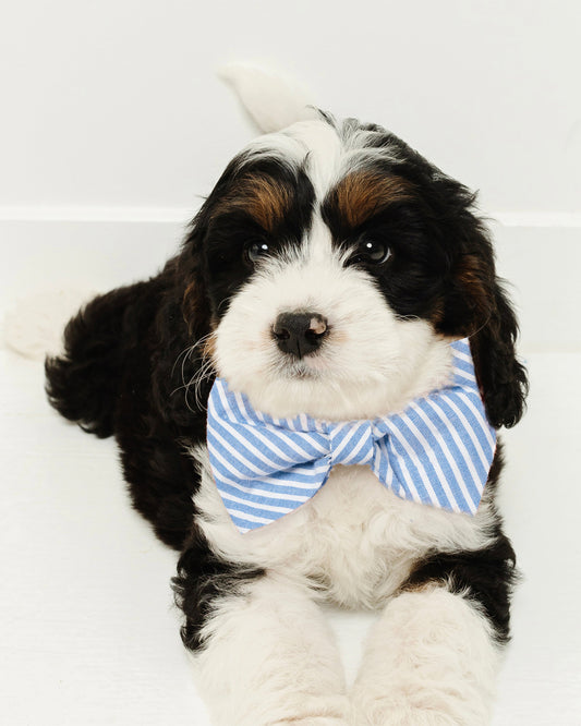 Dog Twill Bow Tie in Portsmouth Anchors